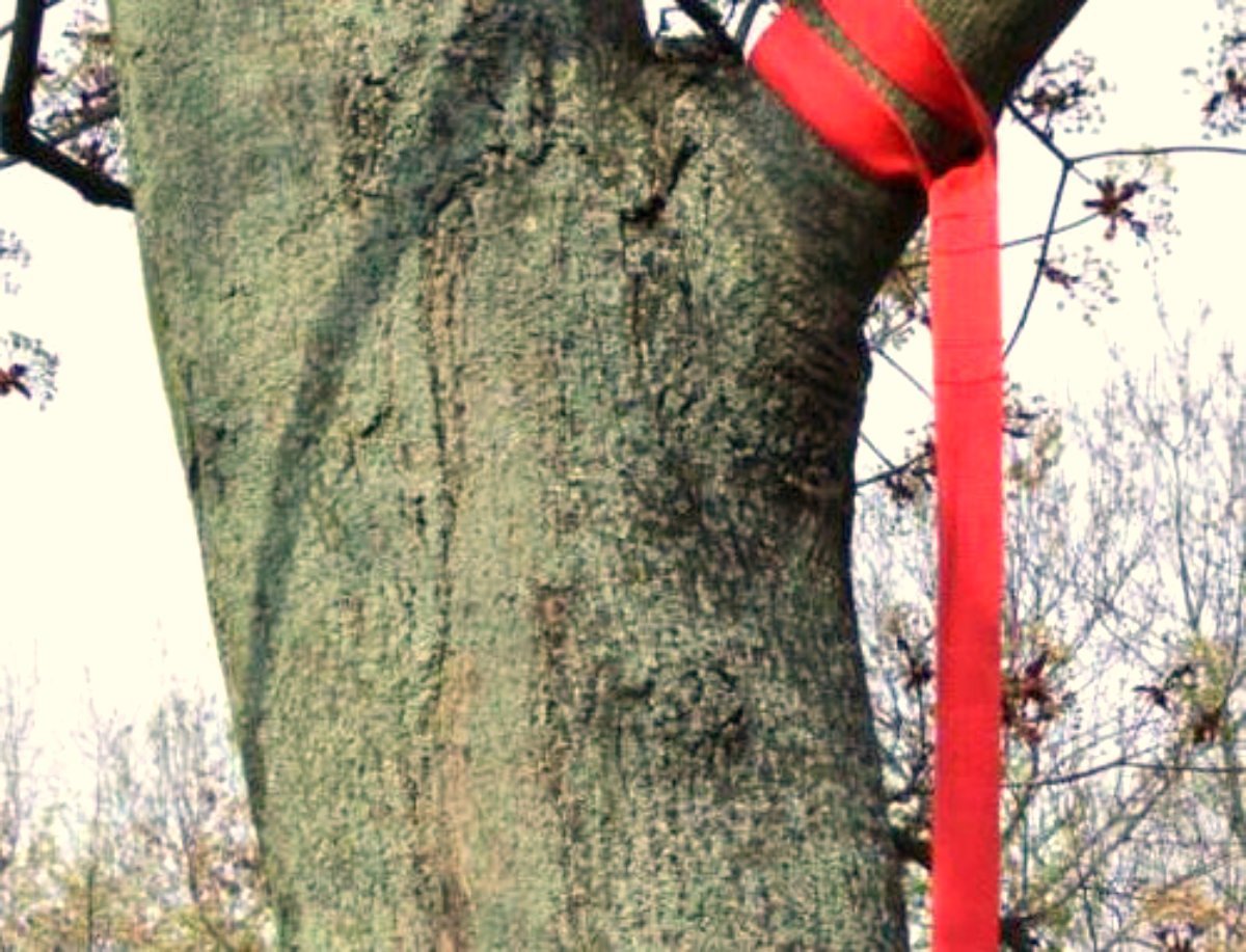 Sling Trainer Befestigung - Baum Ast